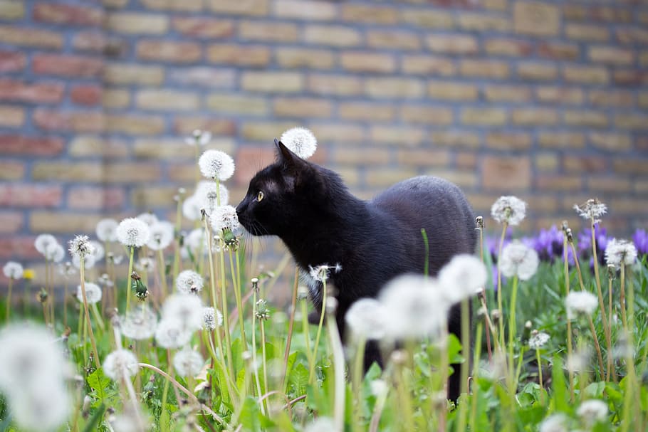 Bombay cat walking on Dandelion flower field near brown brick wall during daytime HD wallpaper