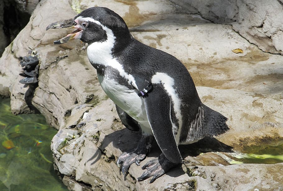 humboldt penguin, cute, nature, zoo, spheniscus humboldti, animal, HD wallpaper