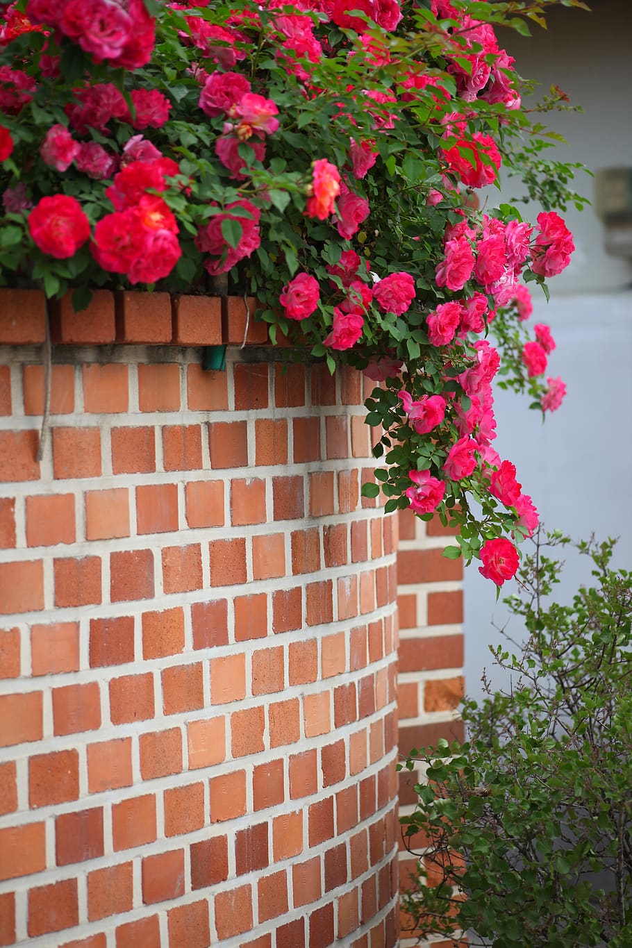 HD wallpaper: flowers, brick, plants, wall, vine, flowering plant ...