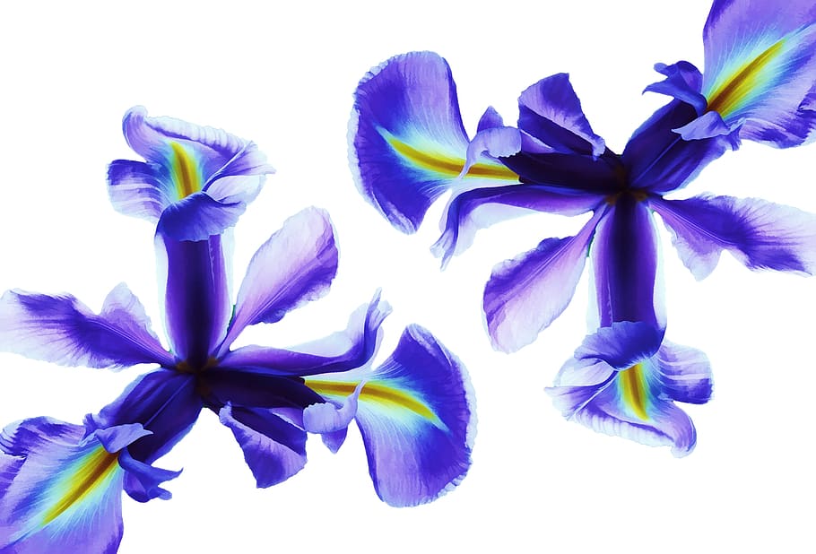 close-up photo of two purple-and-yellow petaled flowers, iris HD wallpaper
