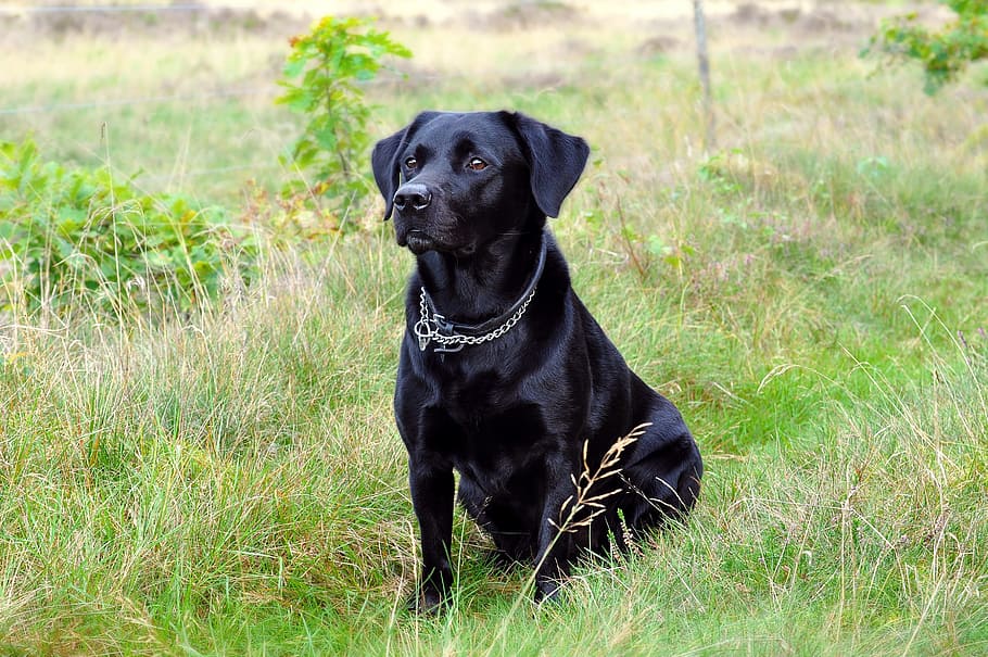 black Labrador Retriever sitting on green grass during daytime HD wallpaper