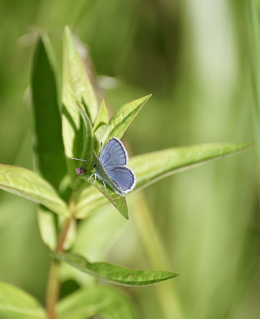 common blue, butterfly, common bläuling, butterflies, restharrow's blue, HD wallpaper