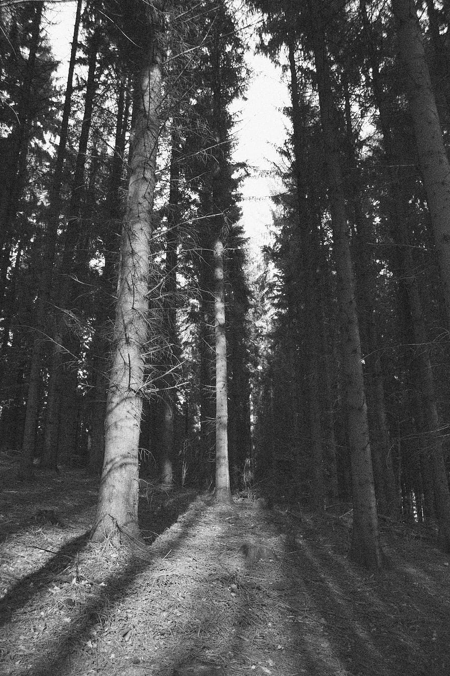 Pine, Tree, Pine Tree, Nature, Forest, wood, trunk, branch HD wallpaper
