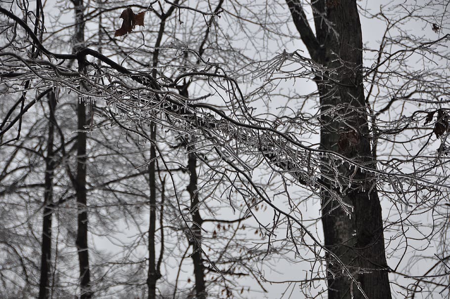 winter, ice, storm, ice background, icy, frozen, park, trees HD wallpaper