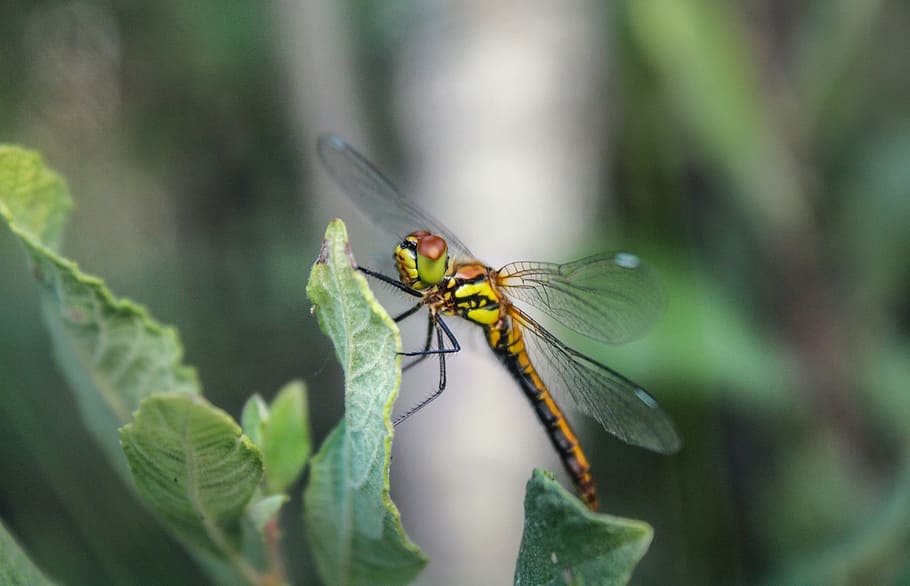 dragonfly, forest, nature, insect, invertebrate, animal themes HD wallpaper