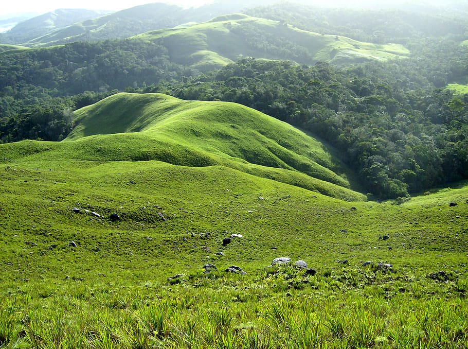 landscape, nature, field, plant, green color, beauty in nature HD wallpaper