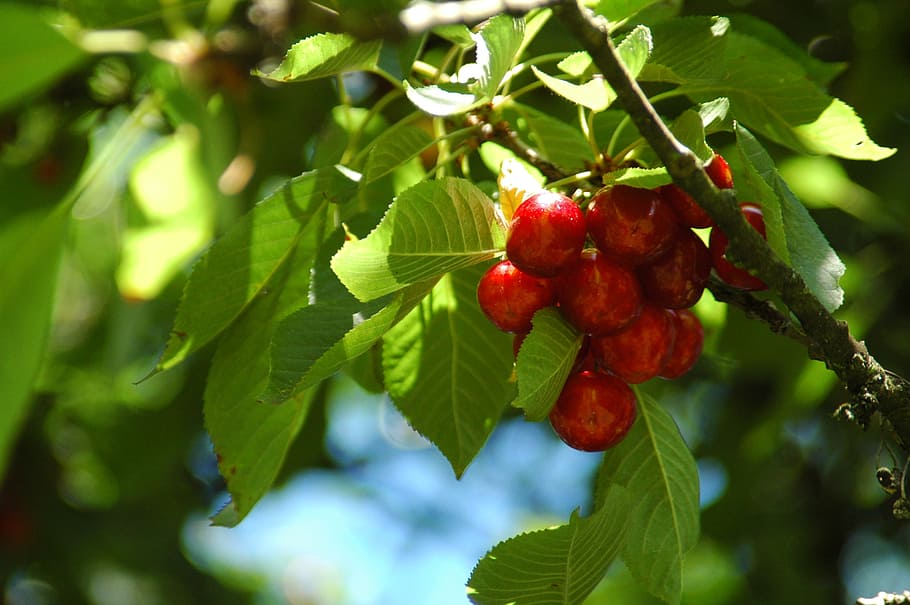summer, red, cherry, healthy eating, fruit, plant part, leaf HD wallpaper