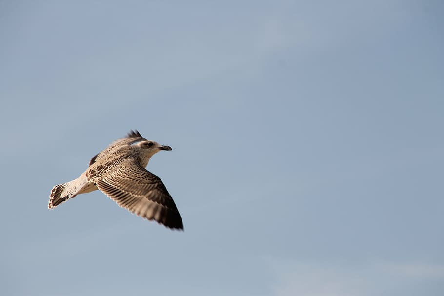 seagull, flight, bird, sky, dom, water bird, coast, wing beat HD wallpaper
