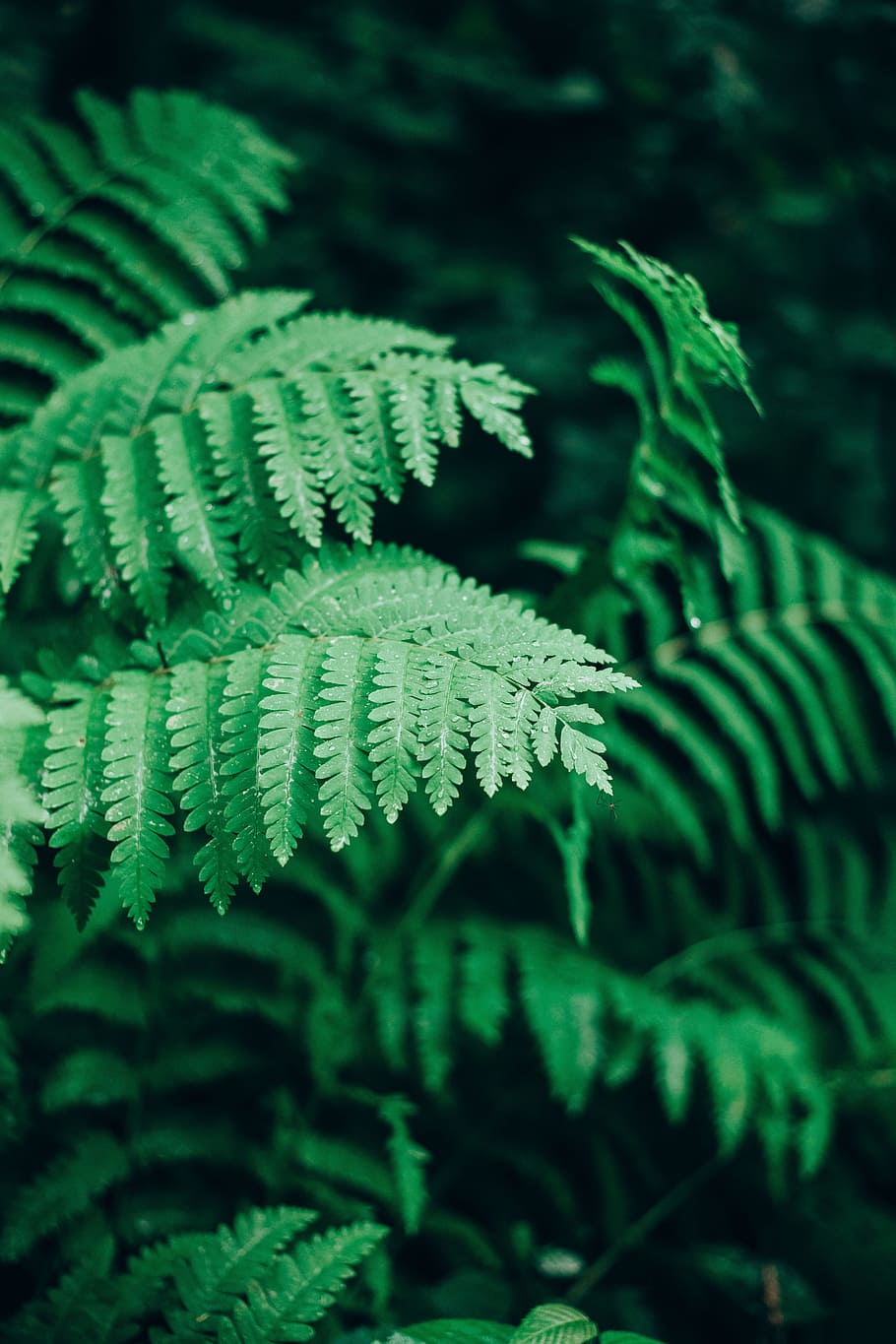 green, leaf, plant, nature, flower, growth, green color, beauty in nature HD wallpaper