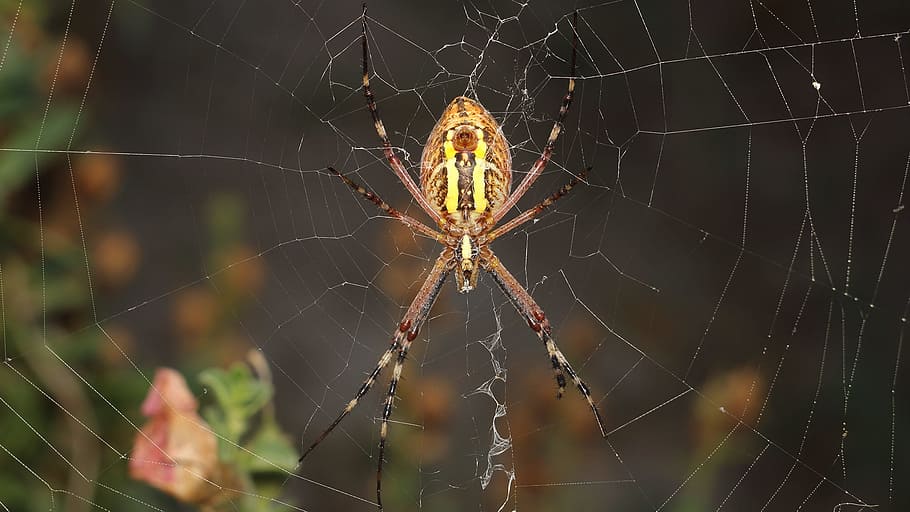 spider, spider web, a spider-like insect, trap, animal themes HD wallpaper