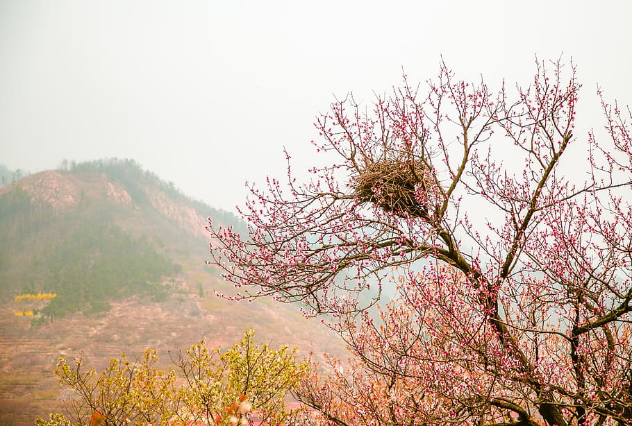 peach blossom, nest, spring, plant, tree, sky, beauty in nature HD wallpaper