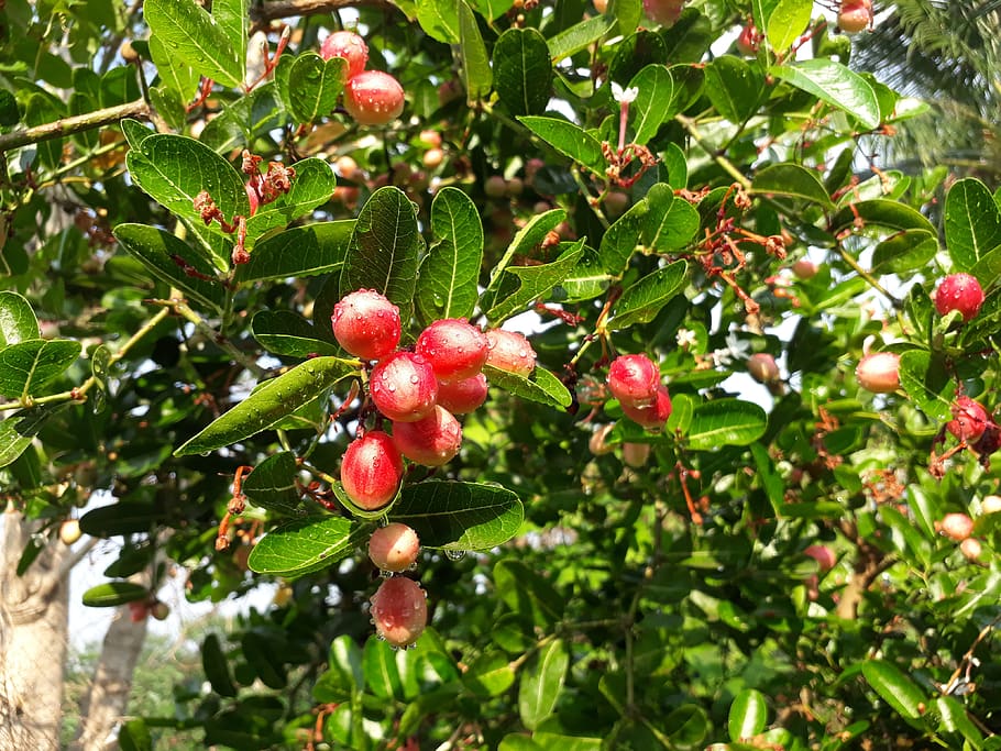 tree, fruit, nature, leaf, branch, growth, healthy eating, food HD wallpaper