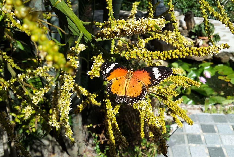 butterfly, nature, plants, insects, garden, tropical plants, HD wallpaper