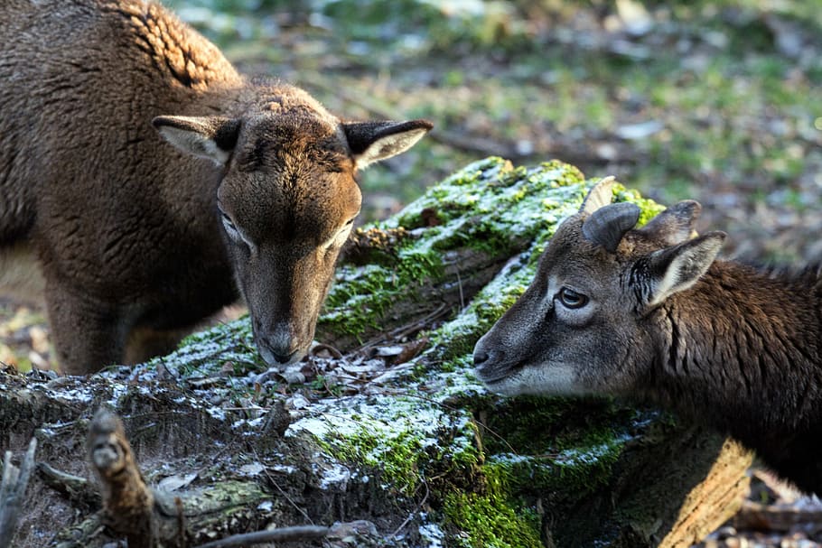 Capricorn, Wild, Animals, animal wildlife, animals in the wild HD wallpaper