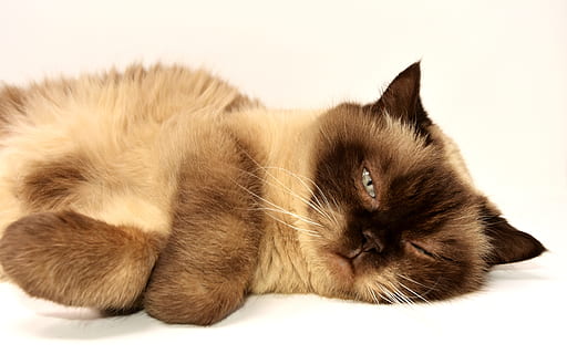 Hd Wallpaper Adult Choco Point Siamese British Shorthair Cat