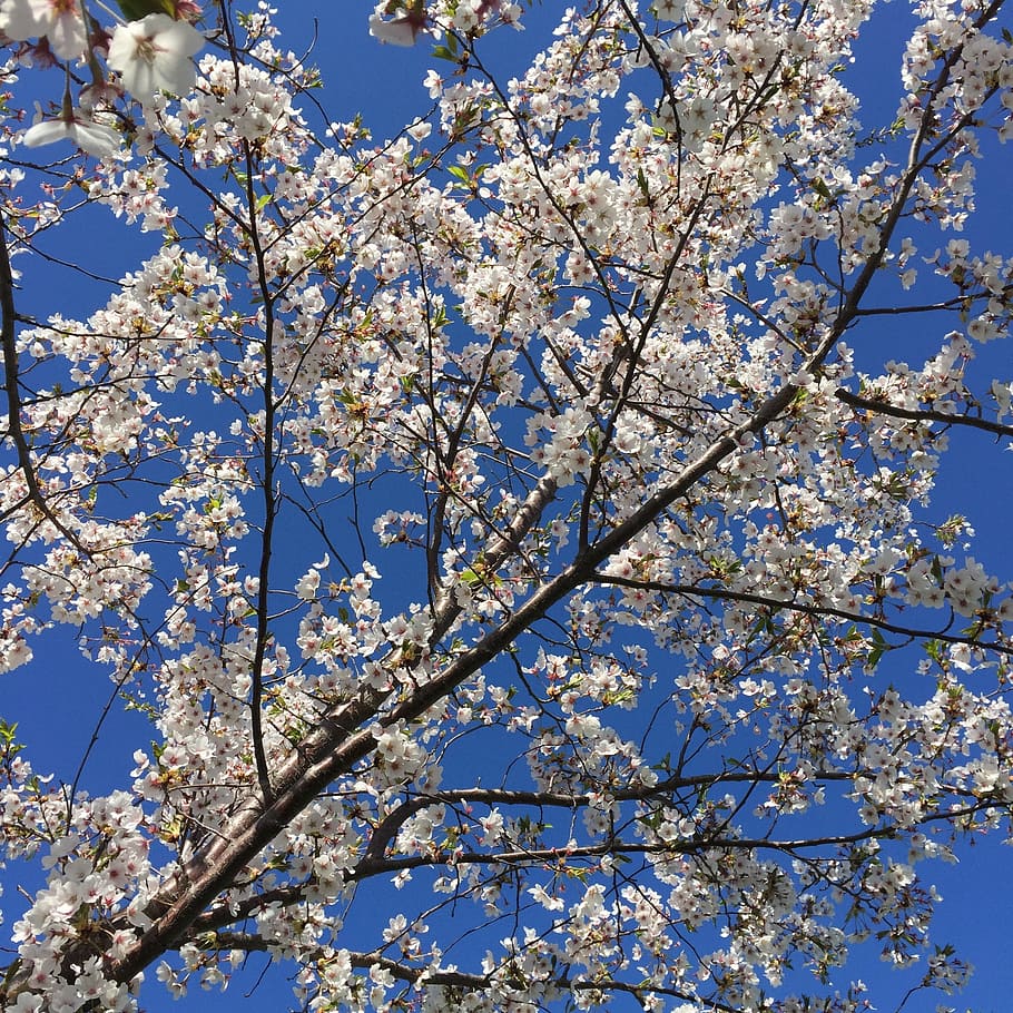 Blossoms, Nature, Spring, Plant, sky, blooming, tree, flower