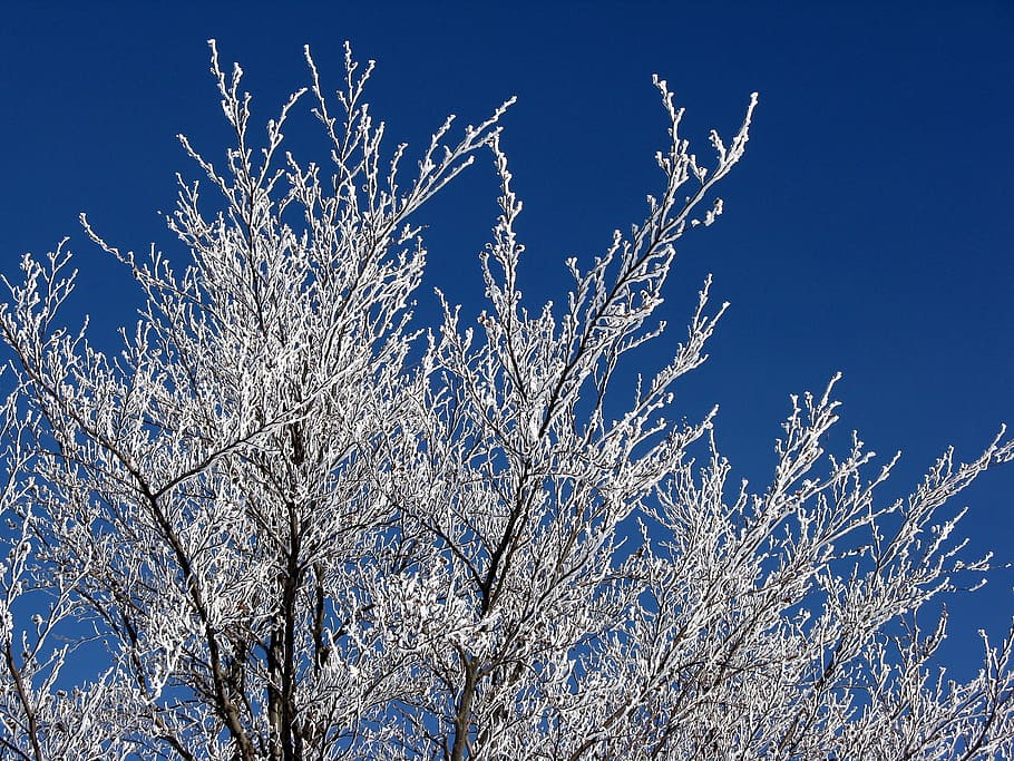 icing, trees, the sky, winter, nature, plant, beauty in nature HD wallpaper