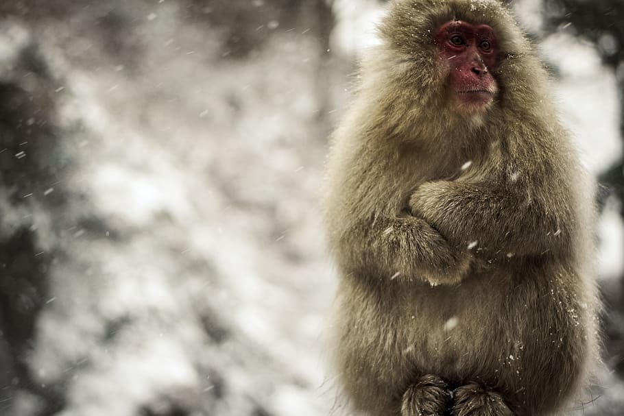 brown monkey outdoor during daytime, gray snow monkey at winter daytime, HD wallpaper