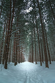 Narnia, lined trees under blue sky at daytime, forest, geometric HD wallpaper