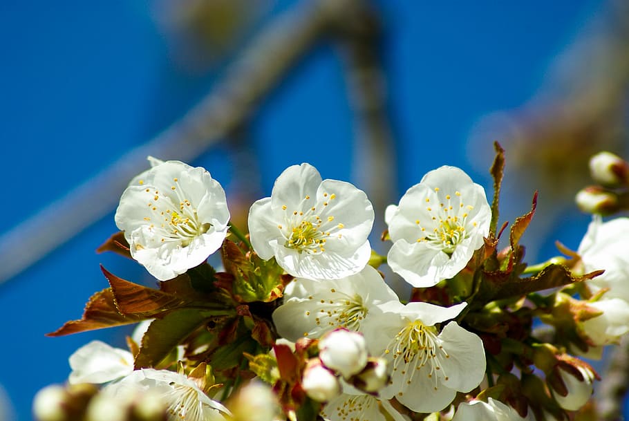 flowers, cherry, cherries, spring, flowering plant, freshness HD wallpaper
