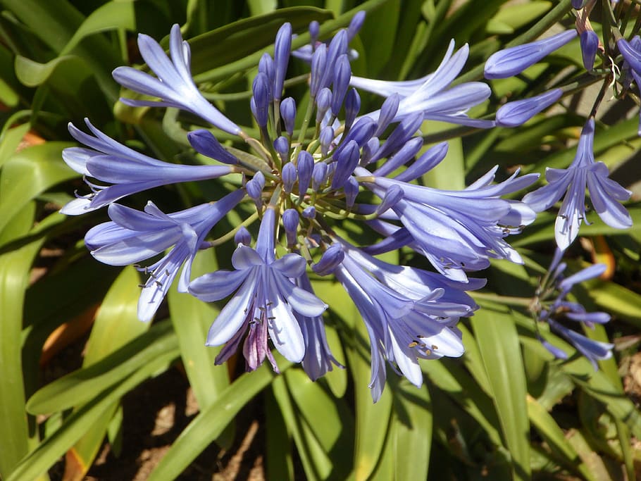 blue, blue lily, agapanthus, blossom, bloom, flower, summer