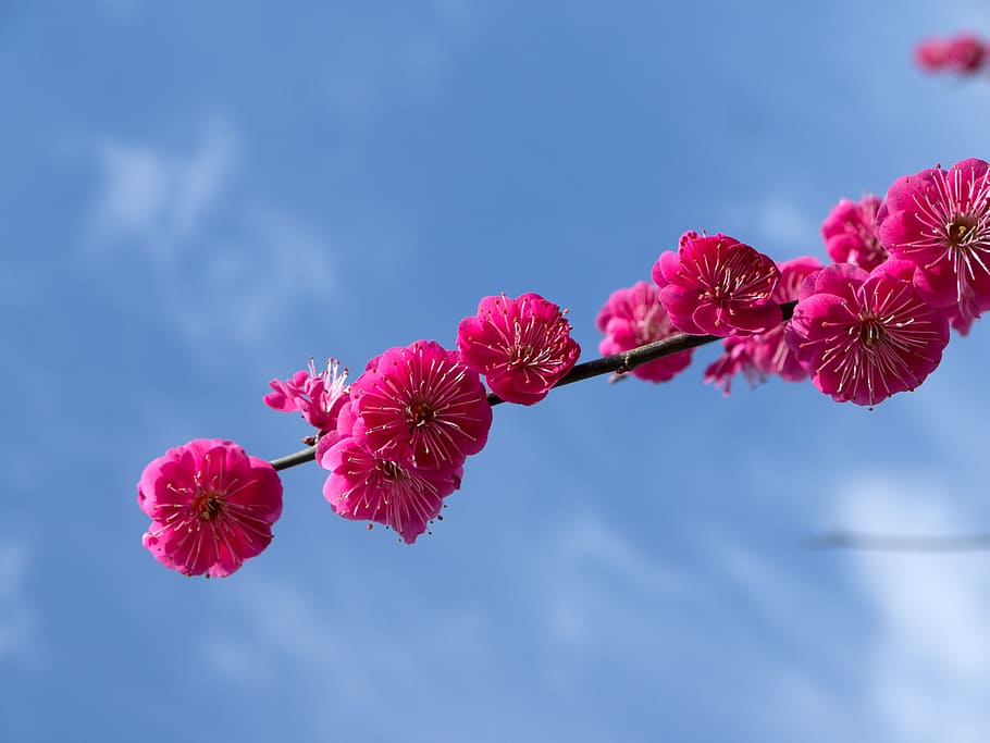 selective focus of pink petaled flower on cloudy sky, plum HD wallpaper
