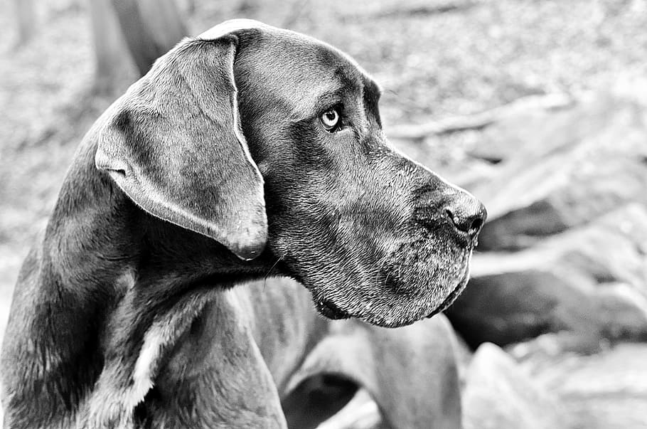 grayscale photo of great dane, dog, head, canine, animal, one animal