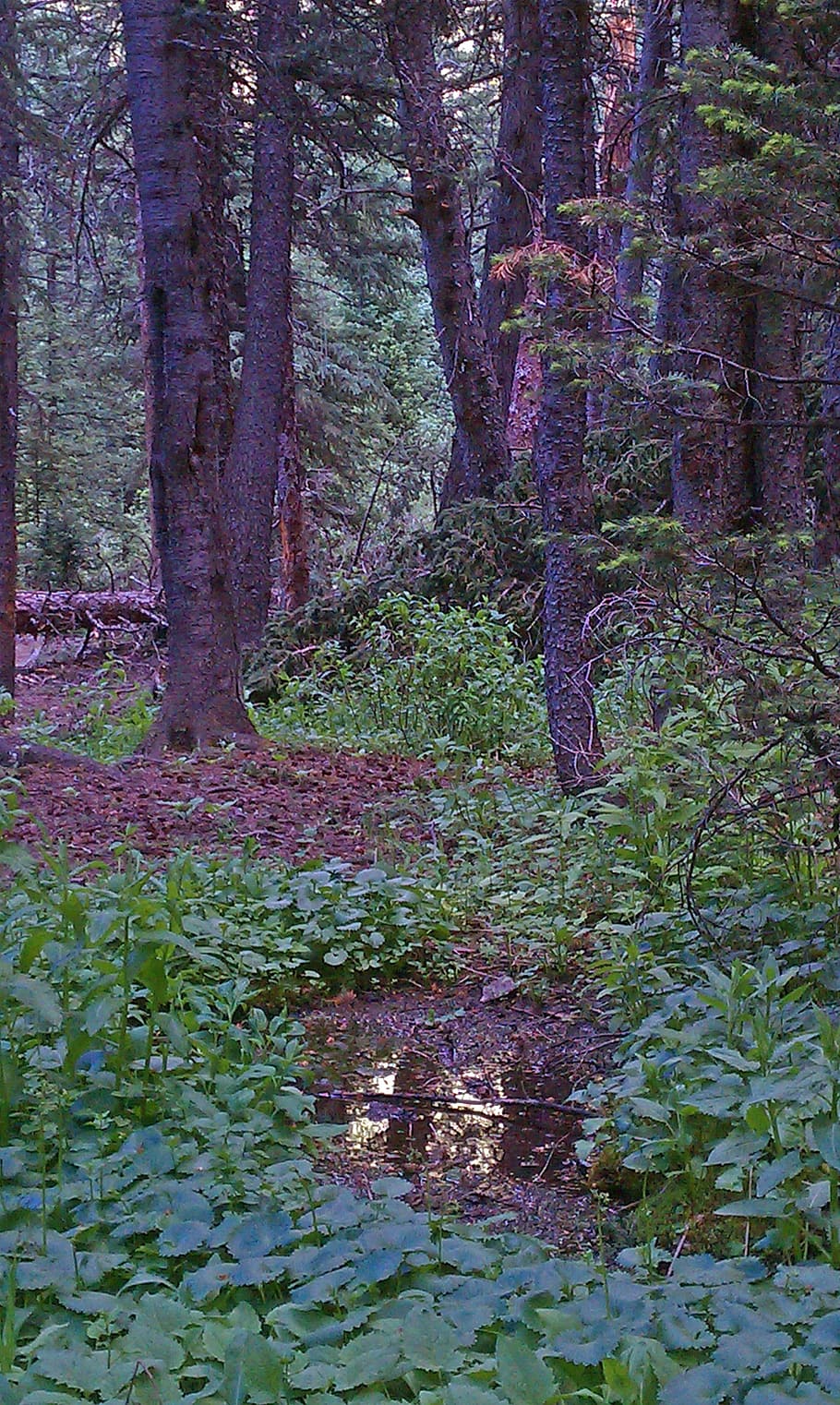 forest, creek, stream, green, outdoor, wood, beautiful landscape HD wallpaper