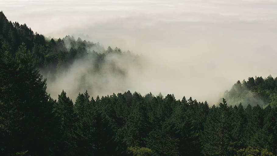 fog, forest, nature, pine trees, woods, plant, beauty in nature HD wallpaper