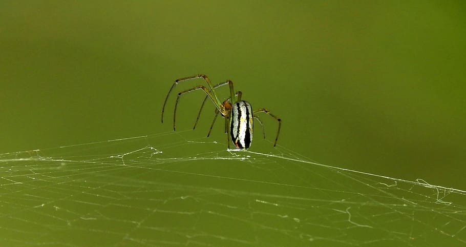macro, spider, web, insect, network, colombia, invertebrate HD wallpaper