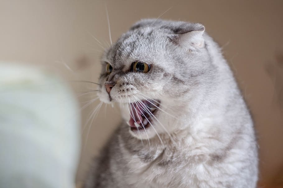 long-haired silver cat, evil, closeup, fluffy cat, pet, animals HD wallpaper