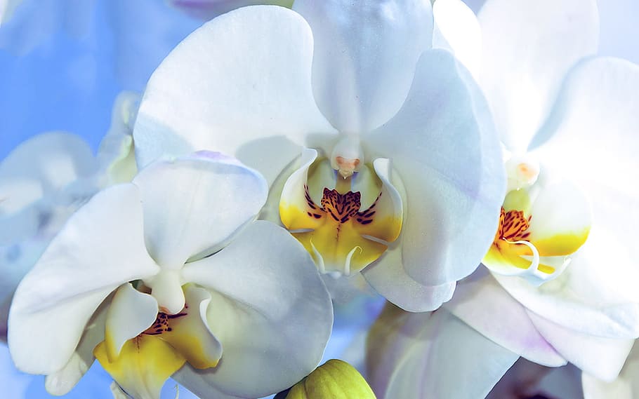 orchid, flower, blue, flowering plant, beauty in nature, freshness HD wallpaper