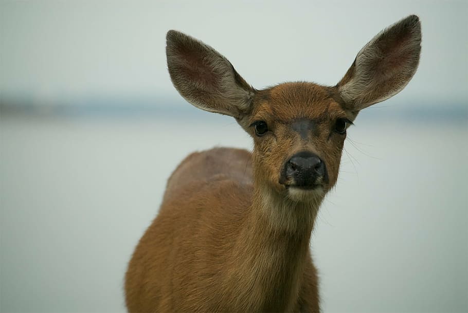 close-up photography of brown deer, ears, looking, nose, wildlife HD wallpaper