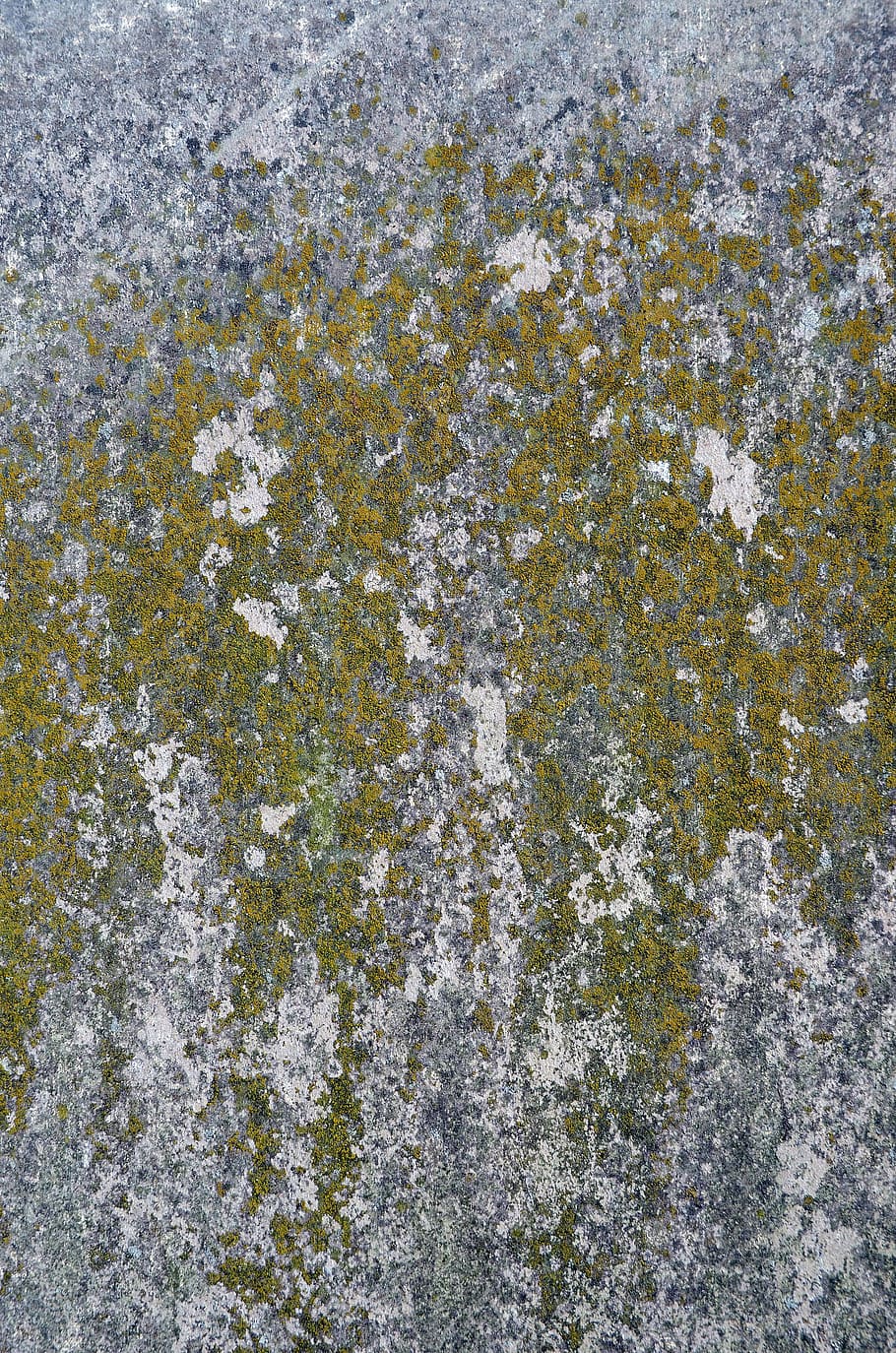 moss, texture, background, old, nature, surface, textured, rough HD wallpaper