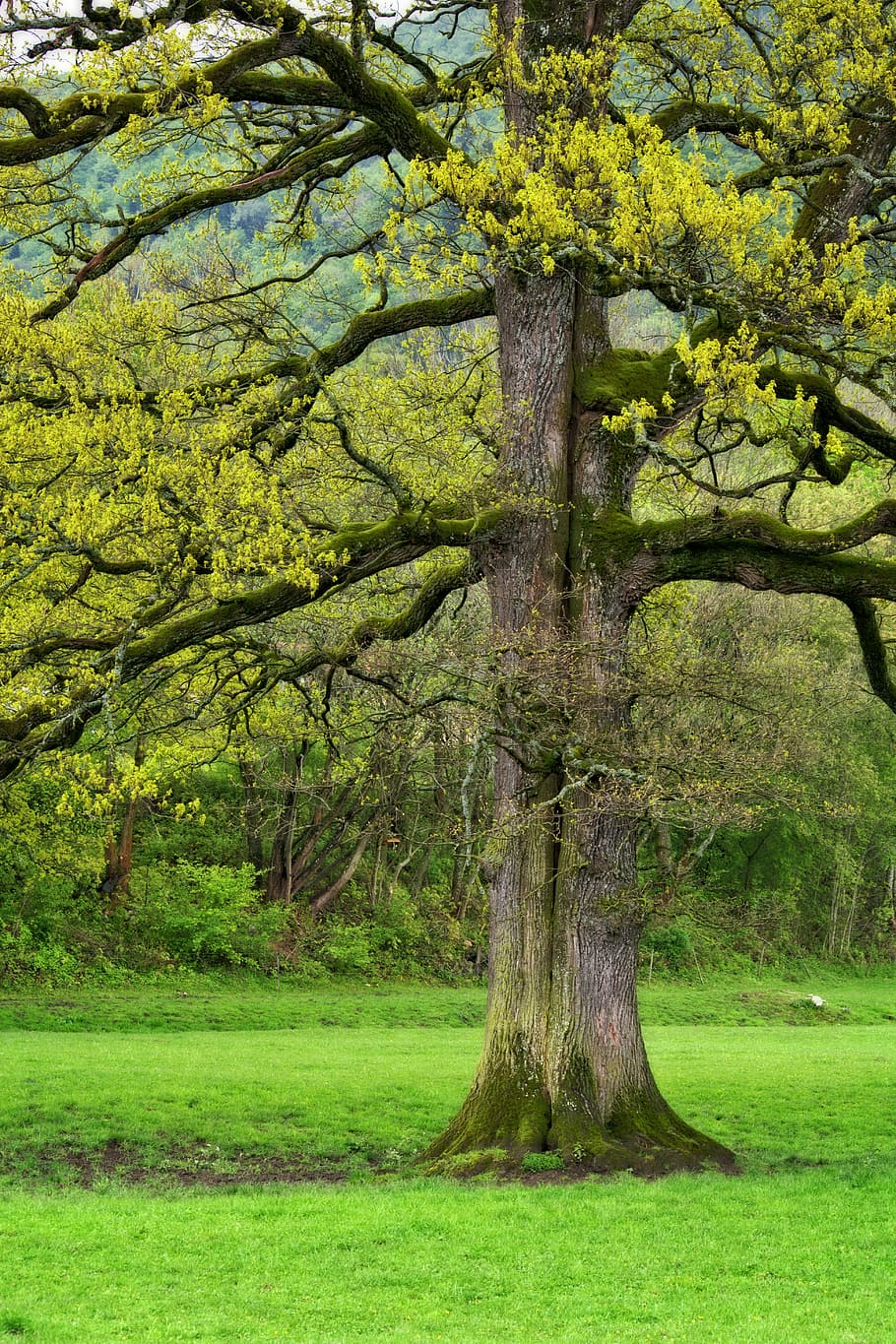 Tree, Log, Spring, Bark, Aesthetic, nature, root, tribe, meadow HD wallpaper