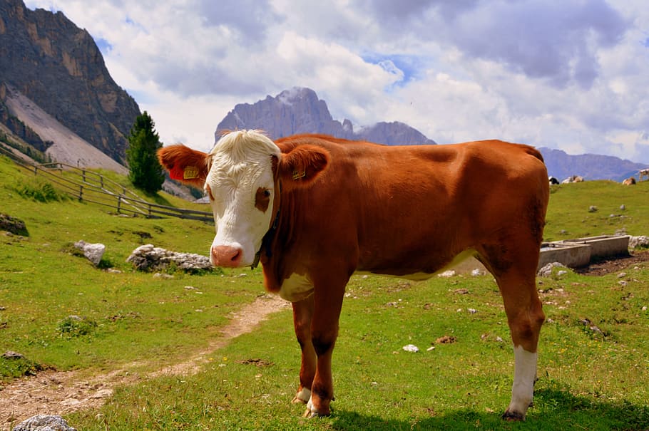 cow, dolomites, prato, grass, bovino, livestock, nature, animal, HD wallpaper
