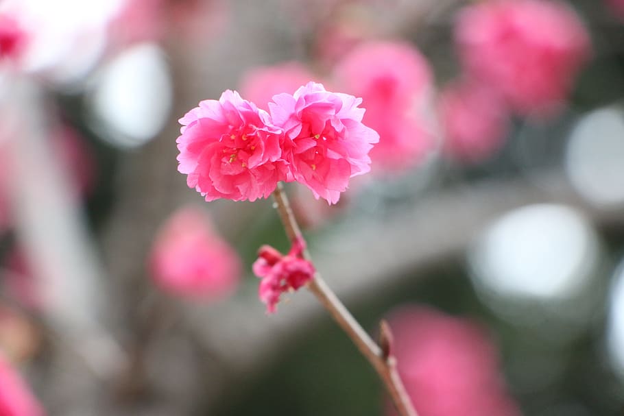 cherry blossoms, chung cheng age read don 櫻 flowers, chung cheng age reading hall, HD wallpaper