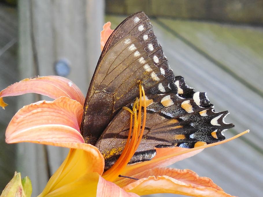 wings, butterfly, insect, nature, animal, spring, colorful HD wallpaper