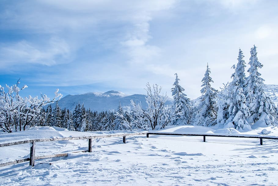 pine trees covered with snow during daytime, tree covered with snow HD wallpaper