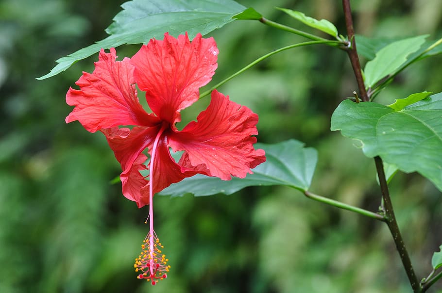 panama, flower, exotic, nature, botany, color, red, flowering plant, HD wallpaper