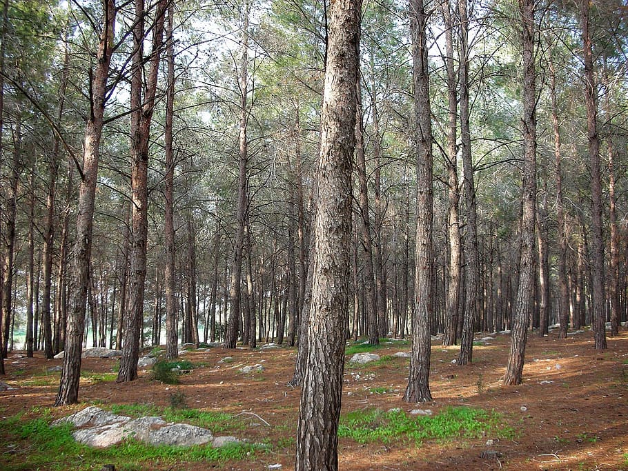 forest, trees, pine, coniferous tree, bark, grass, spring, trunk HD wallpaper