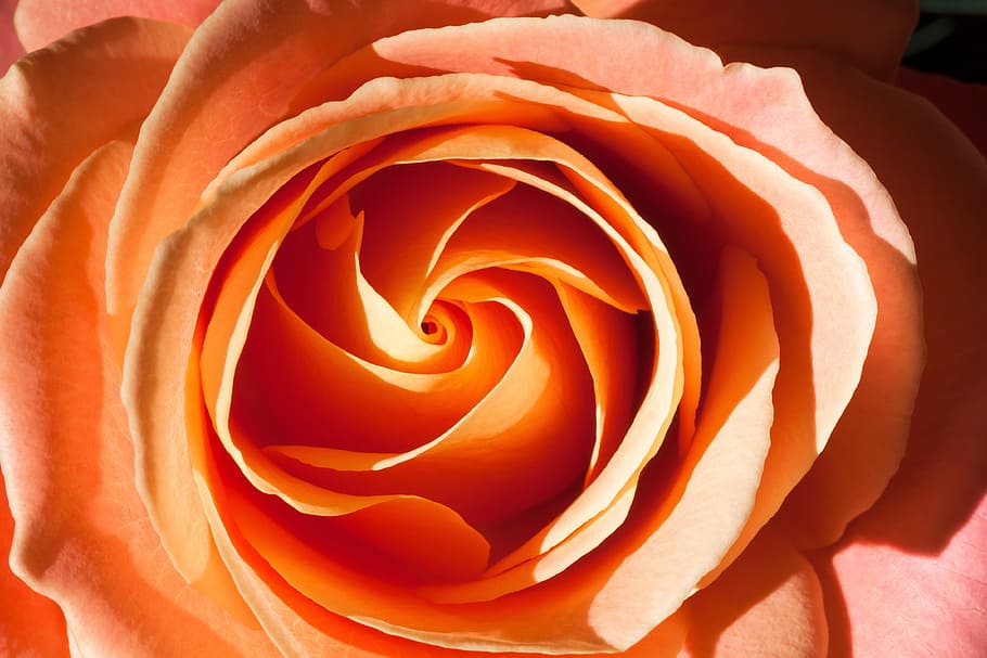 orange rose macro photo, composites, blossom, bloom, summer HD wallpaper