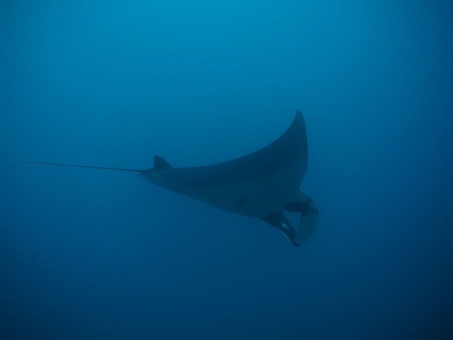 manta stingray in body of water, rays, manta rays, maldives HD wallpaper