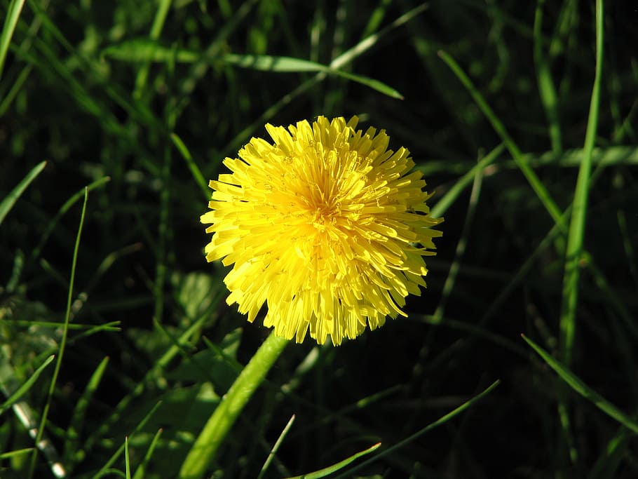 dandelion, lawn, grass, green, nature, outdoor, blossom, flower HD wallpaper