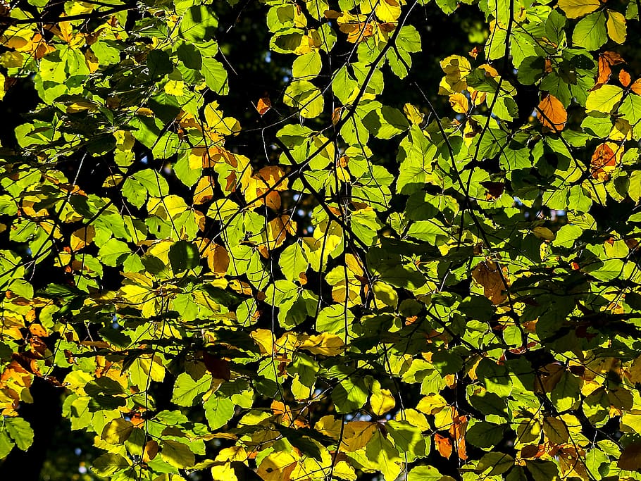 leaves, tree, nature, leaf, plant part, growth, green color HD wallpaper