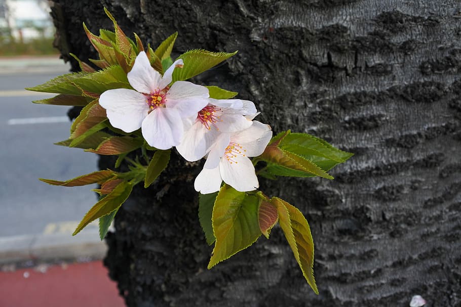 flowers, leaf, nature, plants, flowering plant, close-up, fragility HD wallpaper