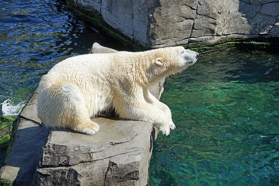 photo of polar bear lying down on rock near body of water, concerns HD wallpaper