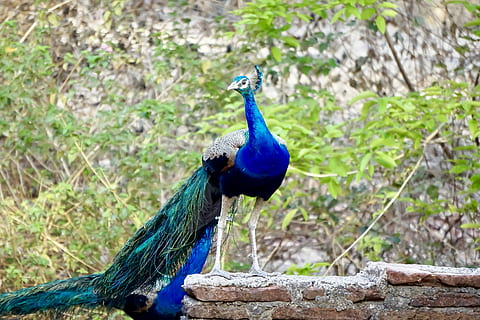 capture, by, me, bharat, kansara, banswara, rajasthan, india HD wallpaper