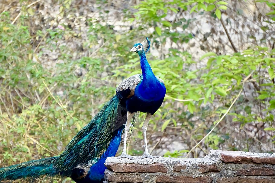capture, by, me, bharat, kansara, banswara, rajasthan, india HD wallpaper