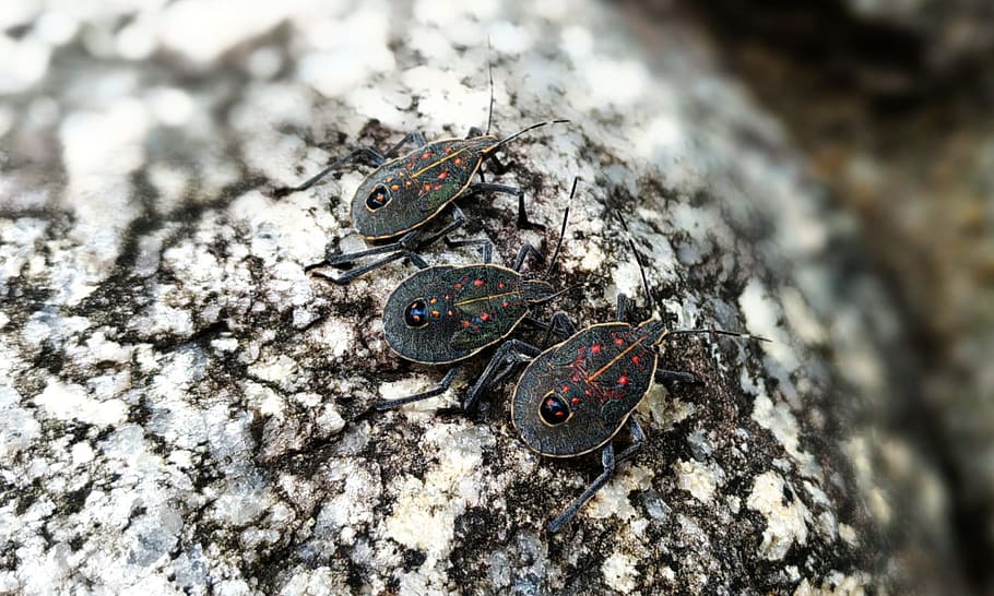 stink bugs, security the camera system, larva, insect, animal wildlife HD wallpaper